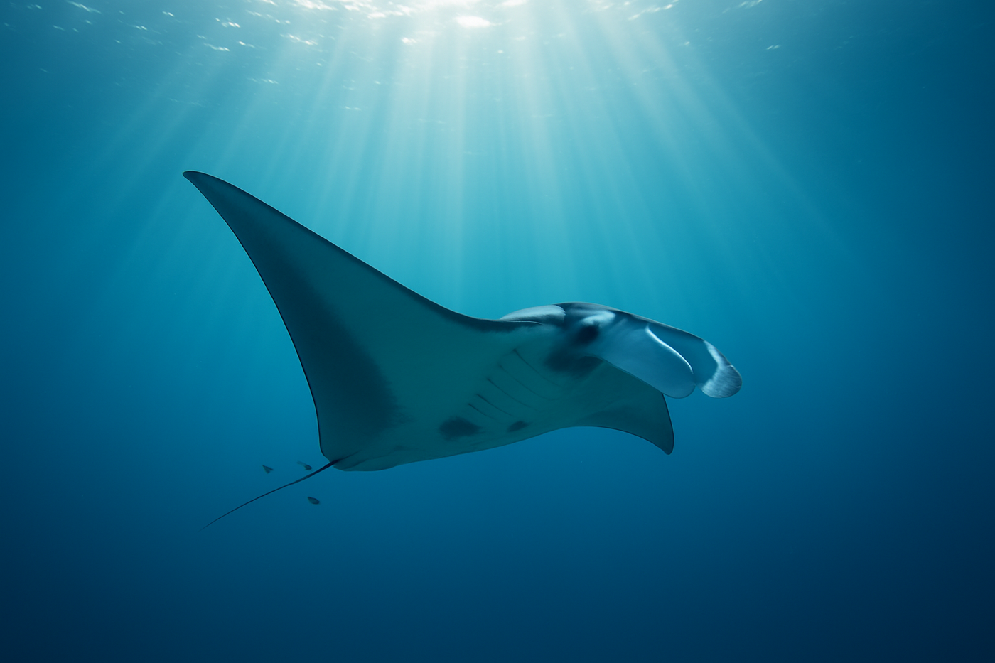Manta Ray Spirit Animal: Symbolism and Meaning