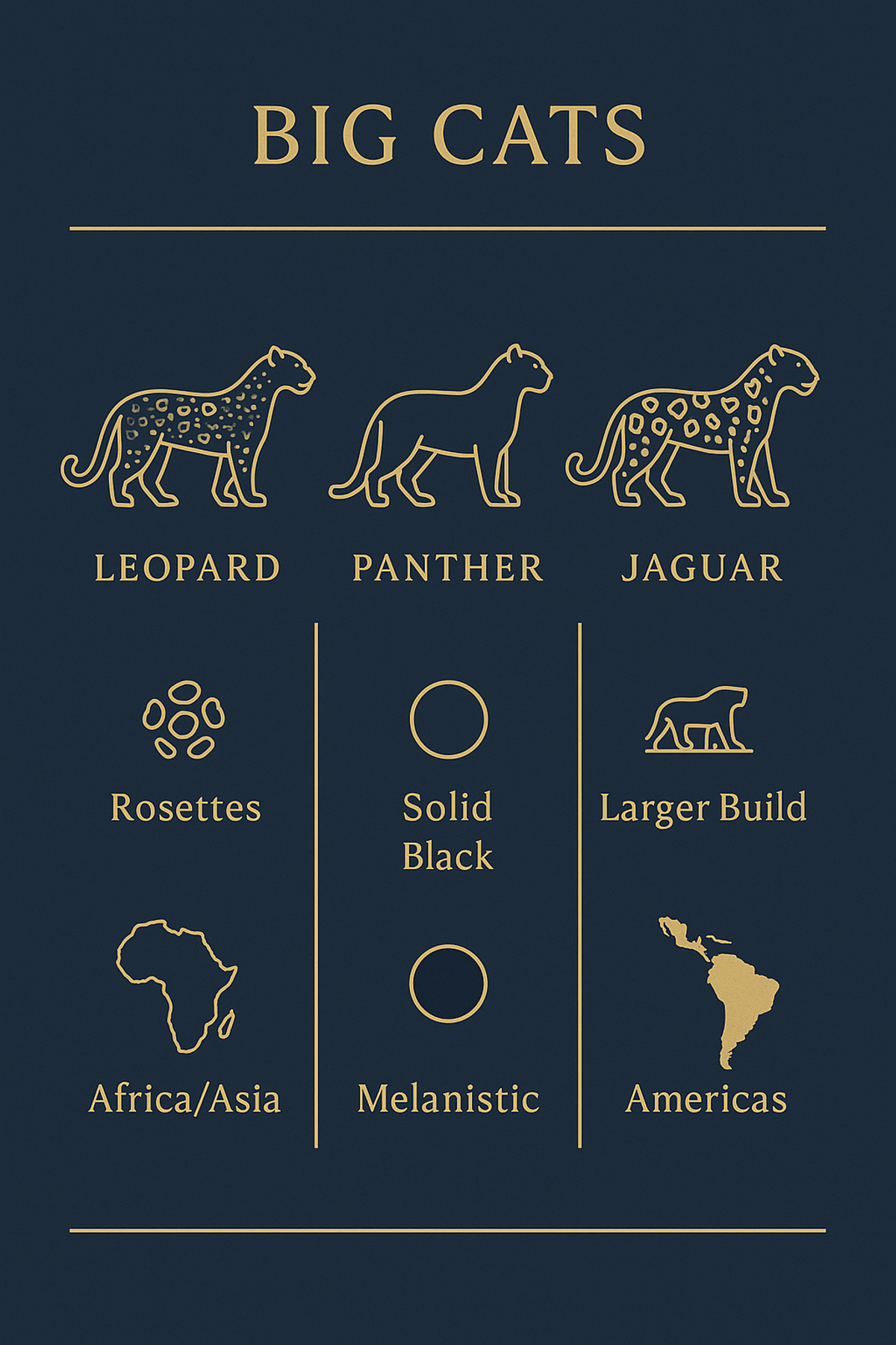 Infographic comparing leopard, panther, and jaguar symbolism and appearance