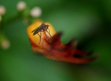 A mosquito on a flower