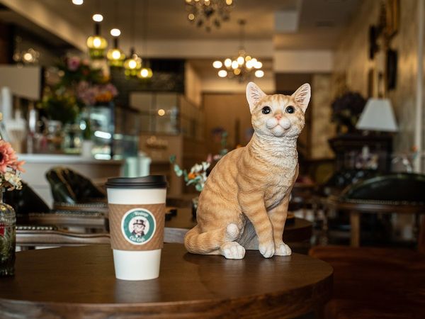 Vintage Cat Cafe Toronto