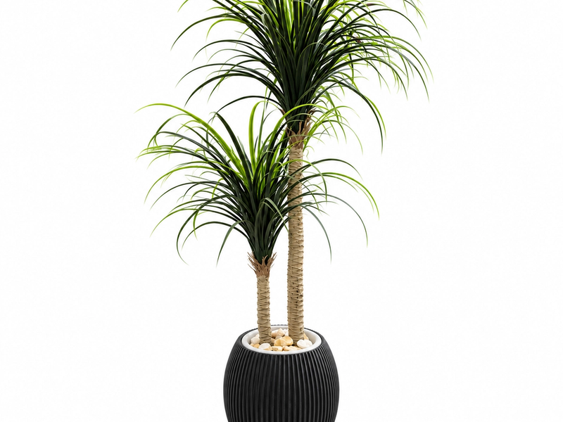 Twin Crown Ponytail Palm in Detail