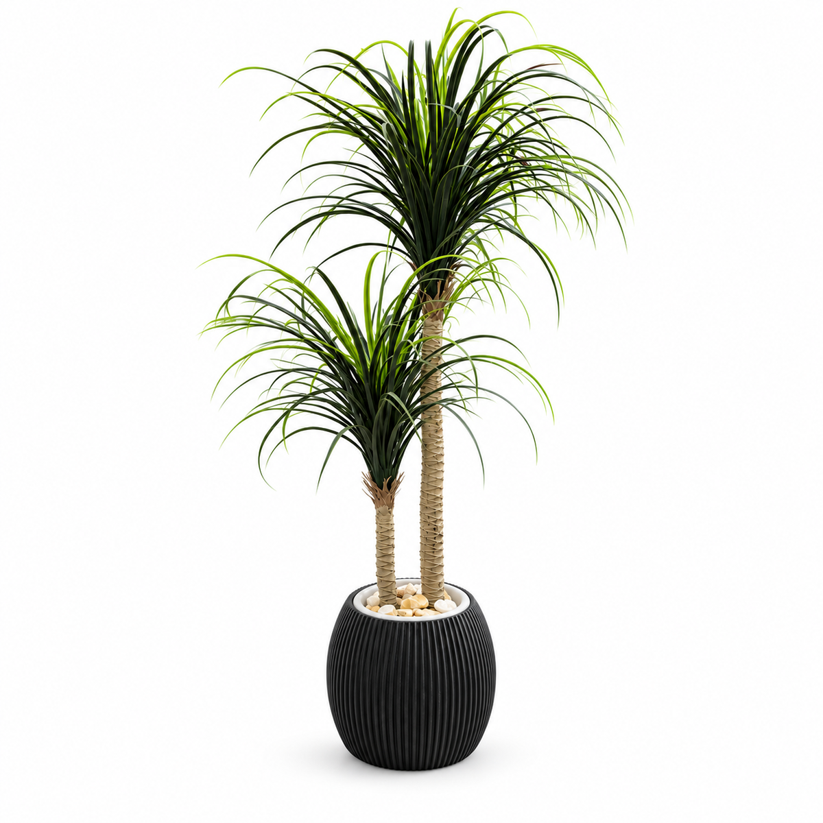 Twin Crown Ponytail Palm