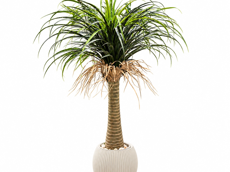 Ivory Pot Ponytail Palm in Detail