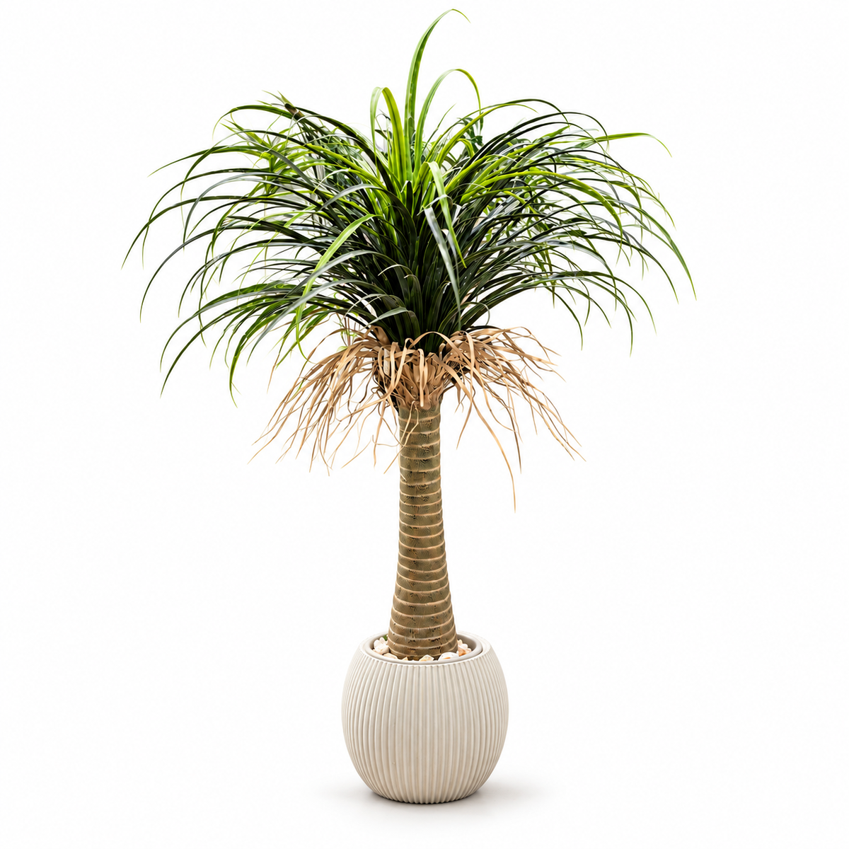 Ivory Pot Ponytail Palm