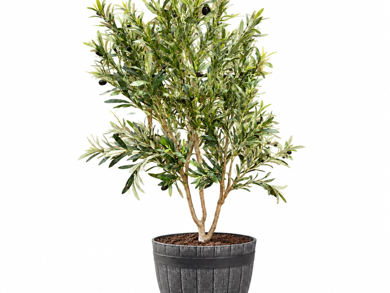 Barrel Pot Olive Tree in Detail