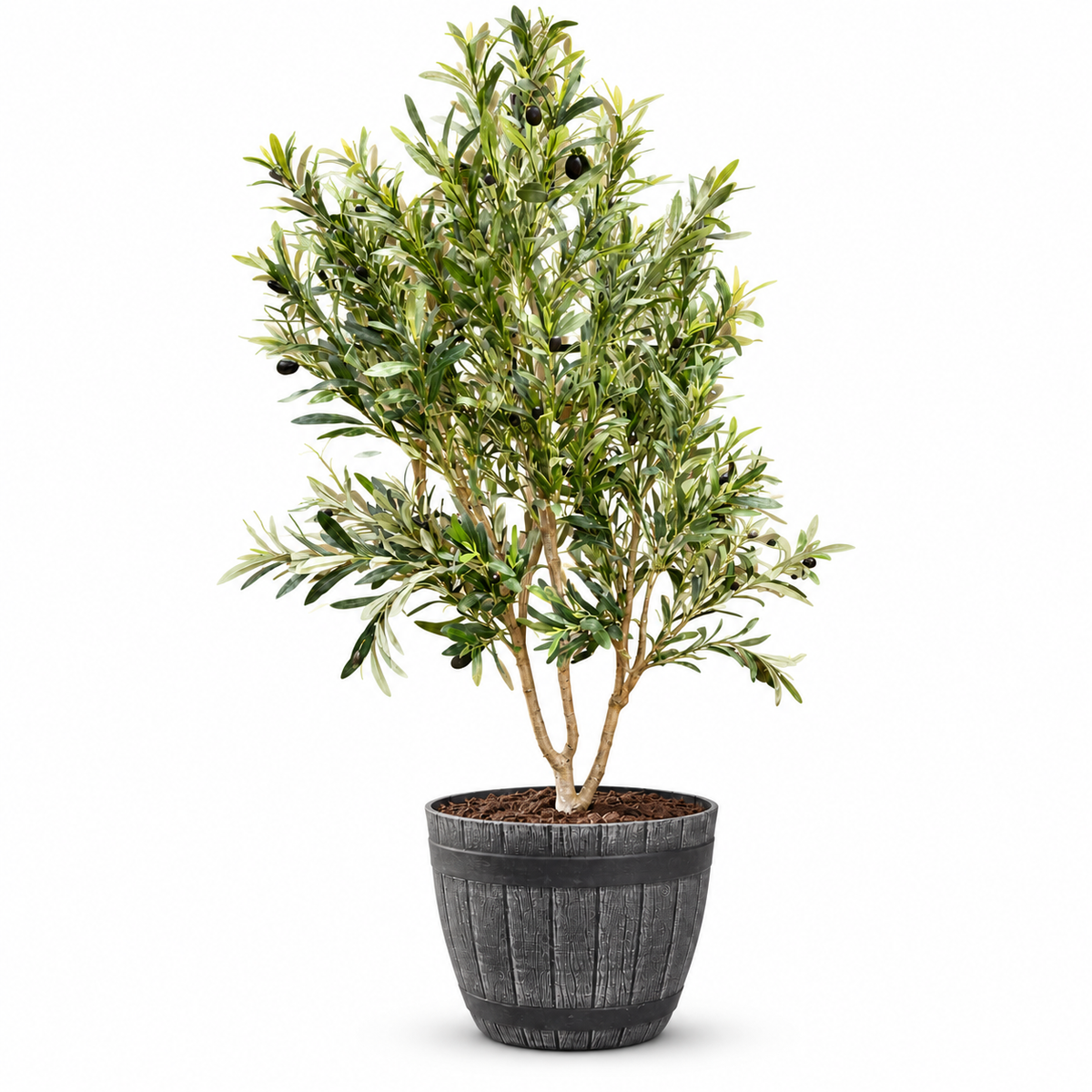 Barrel Pot Olive Tree