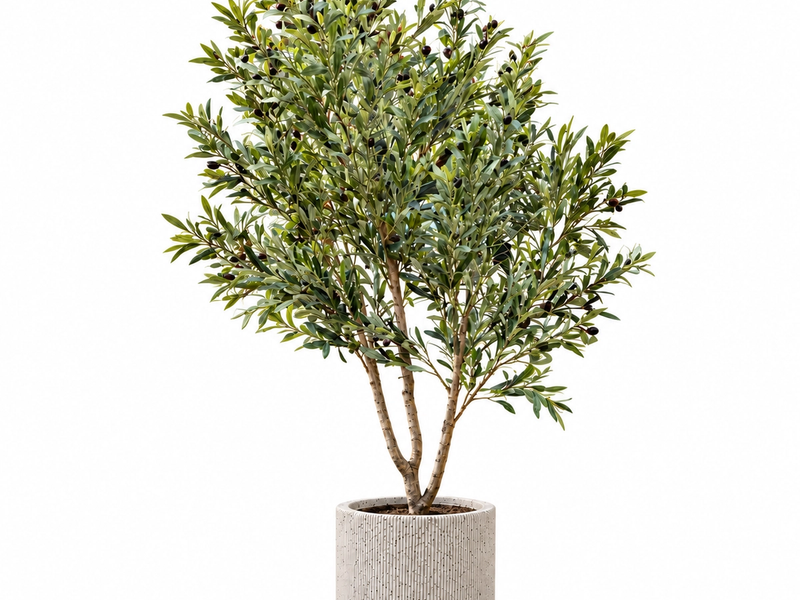 Ivory Grove Olive Tree in Detail