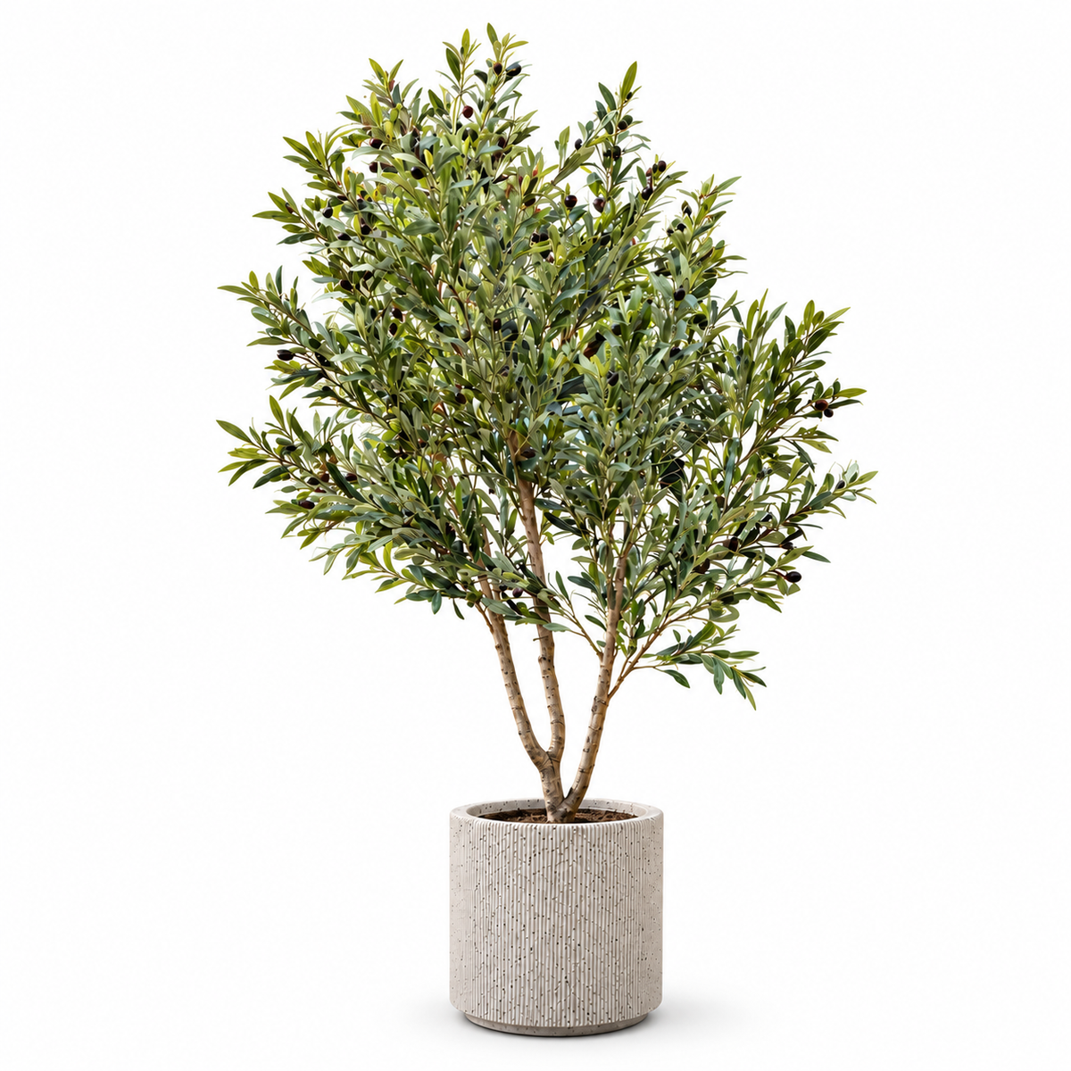 Ivory Grove Olive Tree