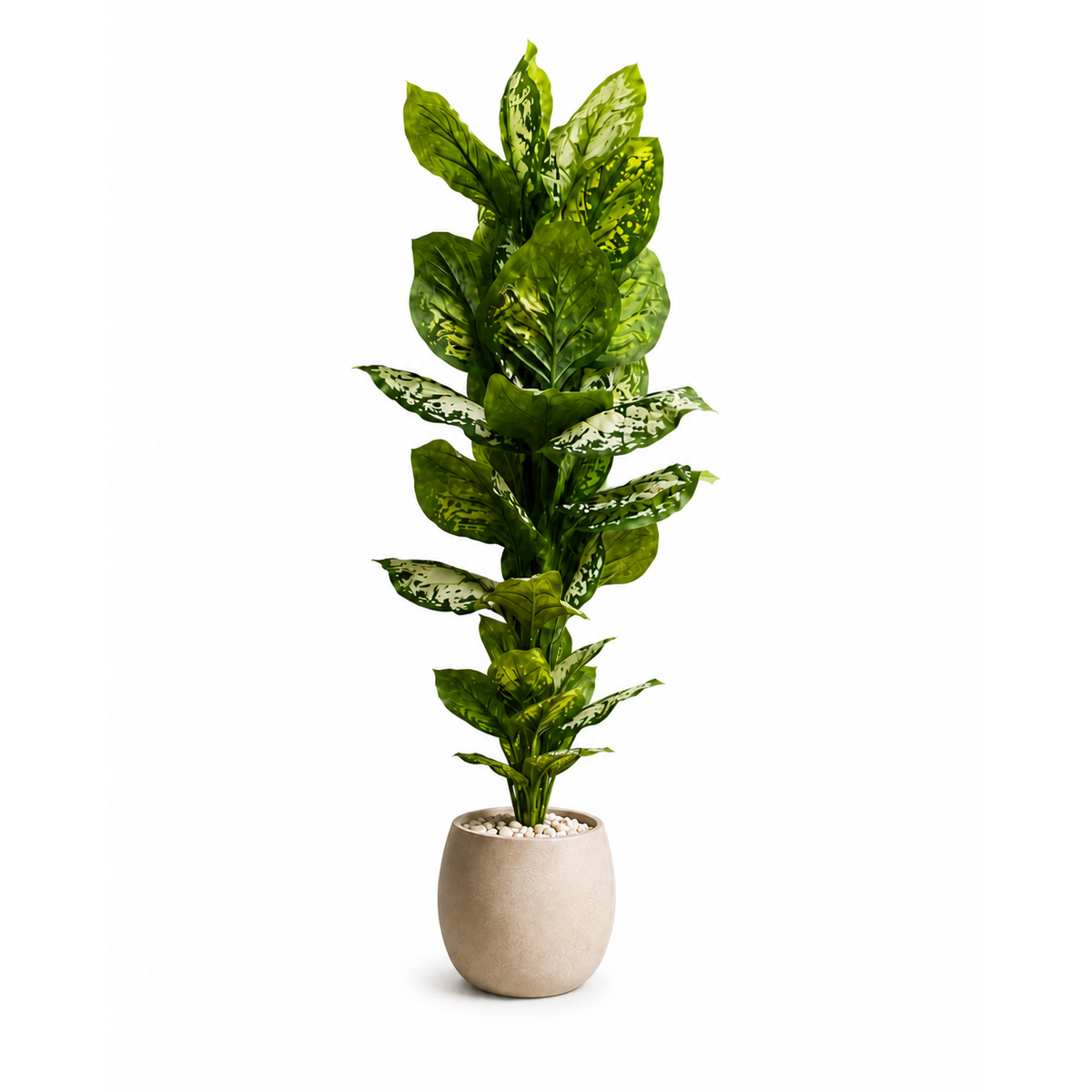 Glossy Laurel Tree
