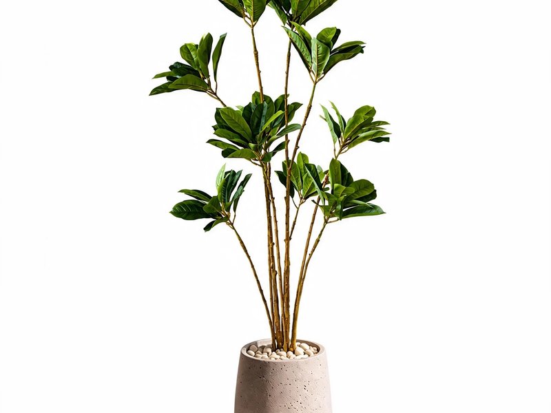 Aurelia Fan Plant in Detail