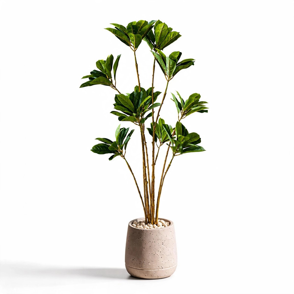 Aurelia Fan Plant