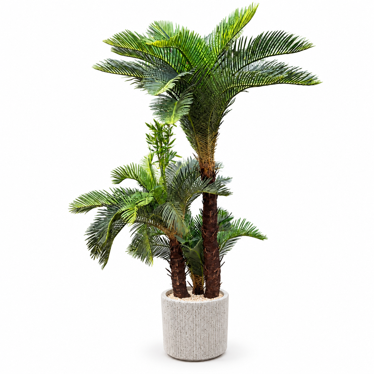 Sculptural Sago Palm