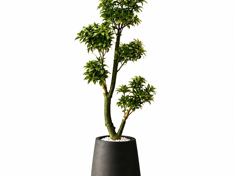 Sculpted Podocarpus Topiary in Detail