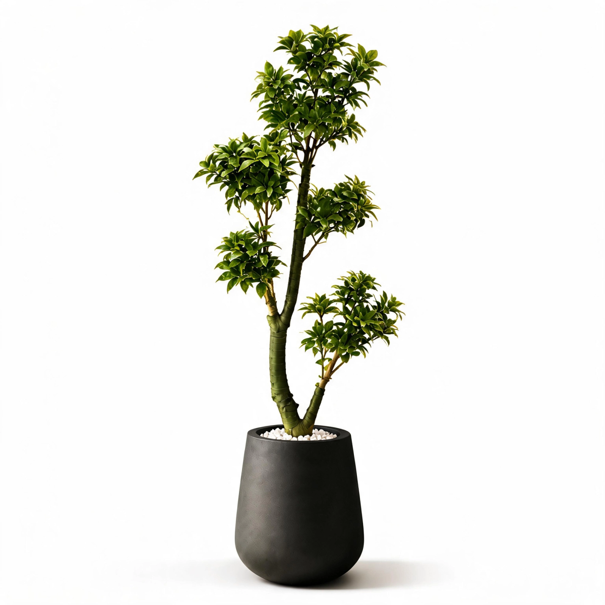 Sculpted Podocarpus Topiary