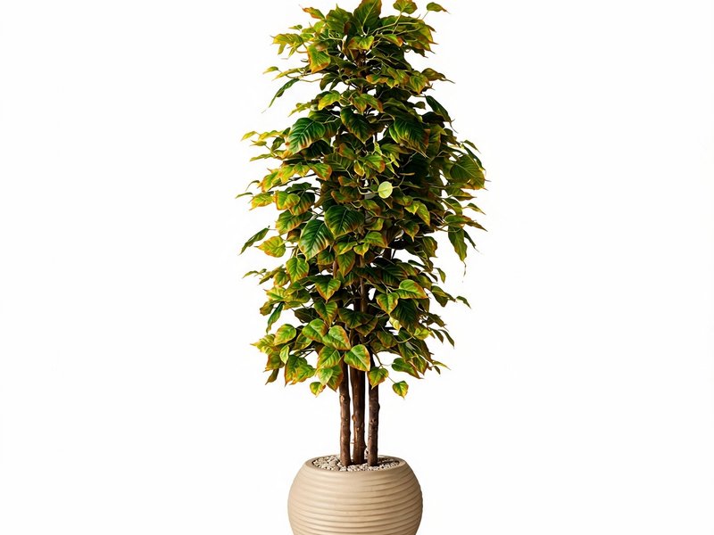 Sunlit Ficus Tree in Detail