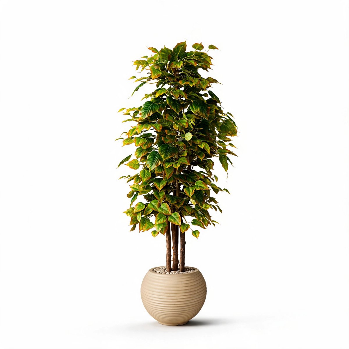Sunlit Ficus Tree