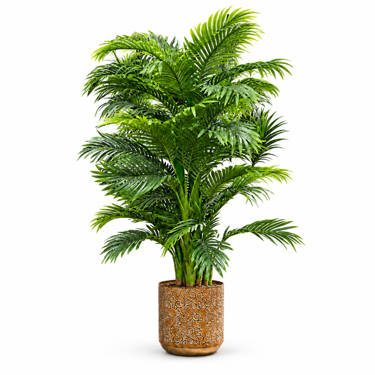 Gilded Areca Palm