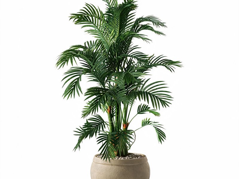 Regent Palm in Detail