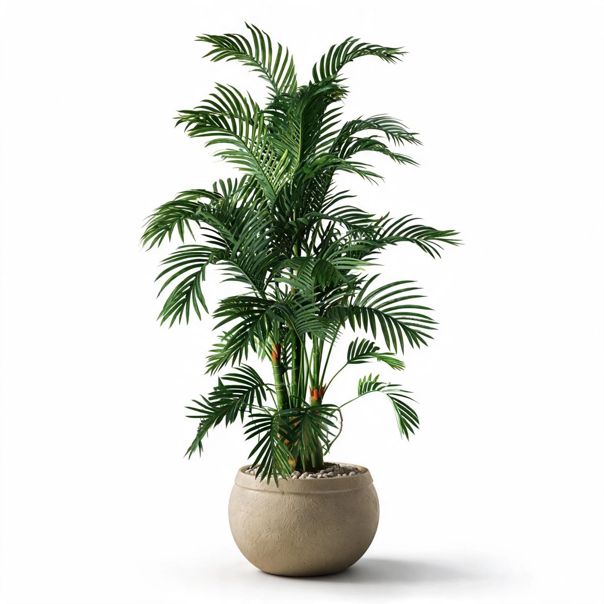 Regent Palm