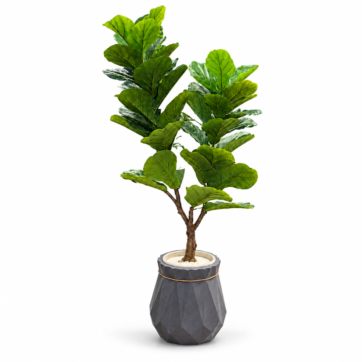 Slate Pot Fiddle Leaf Fig