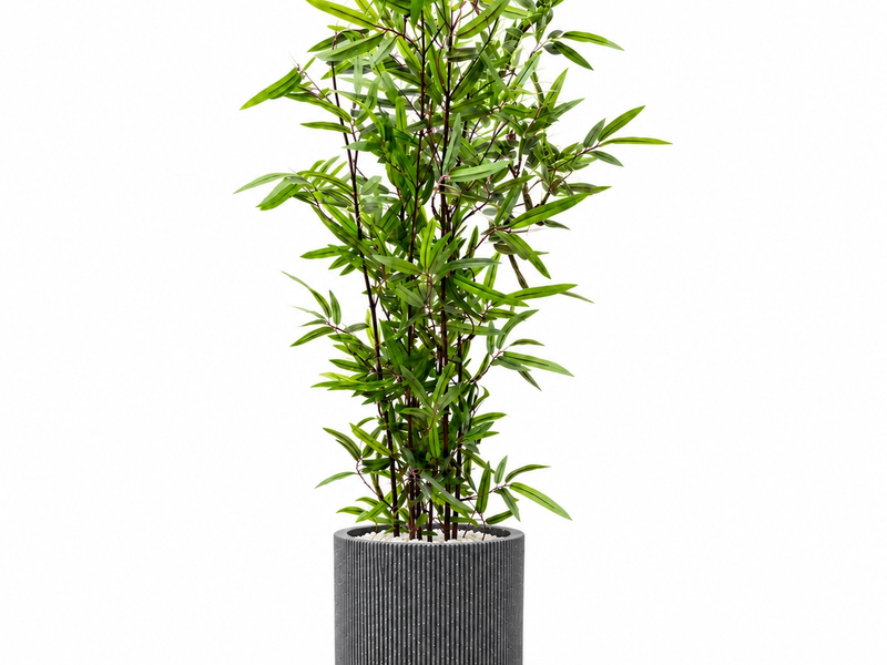 Tall Bamboo Leaf Plant in Detail