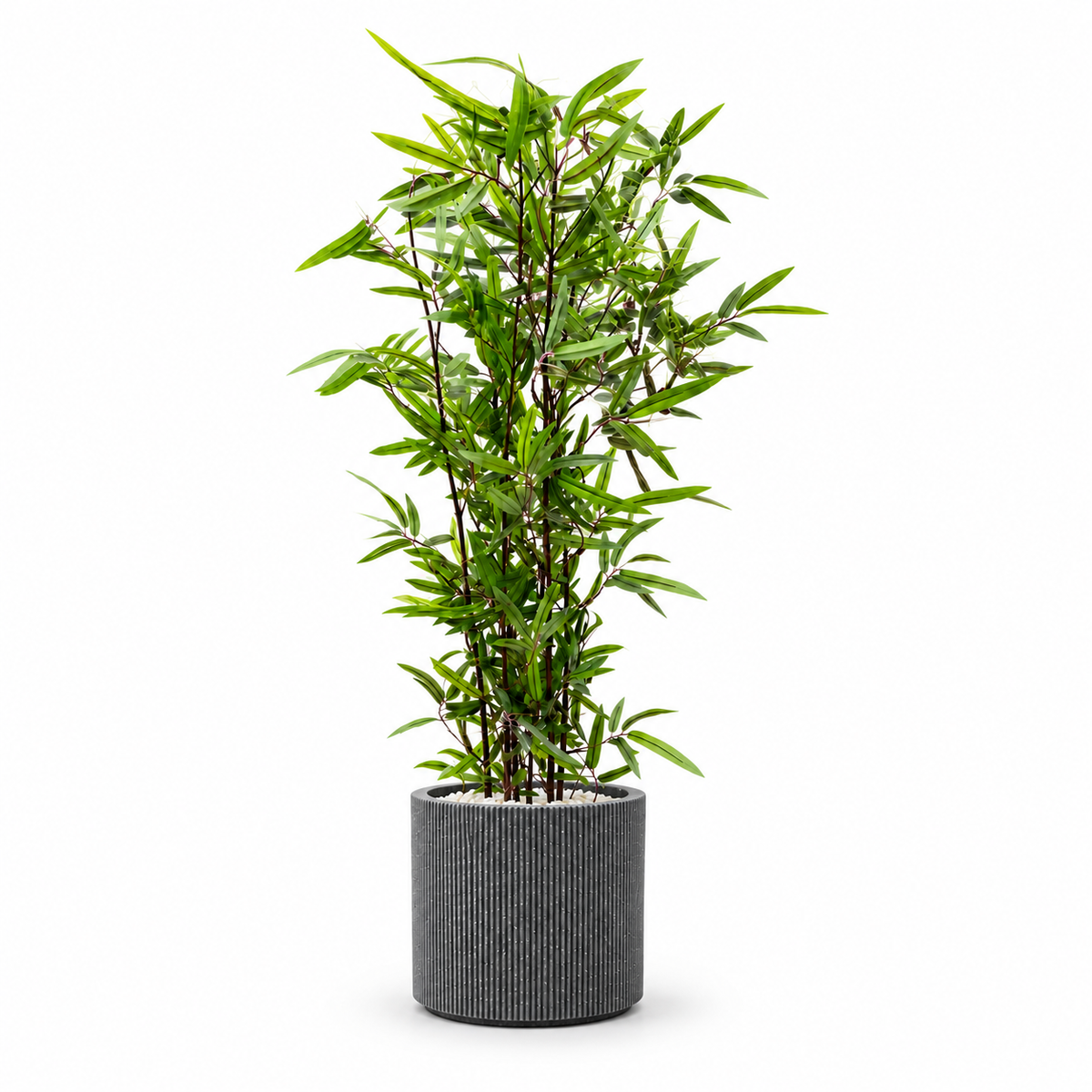 Tall Bamboo Leaf Plant