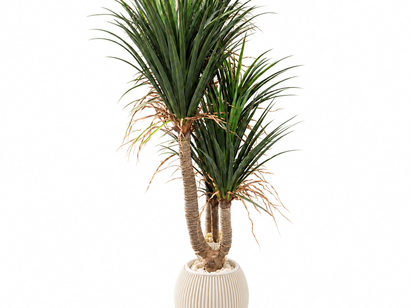 Ivory Pot Yucca in Detail
