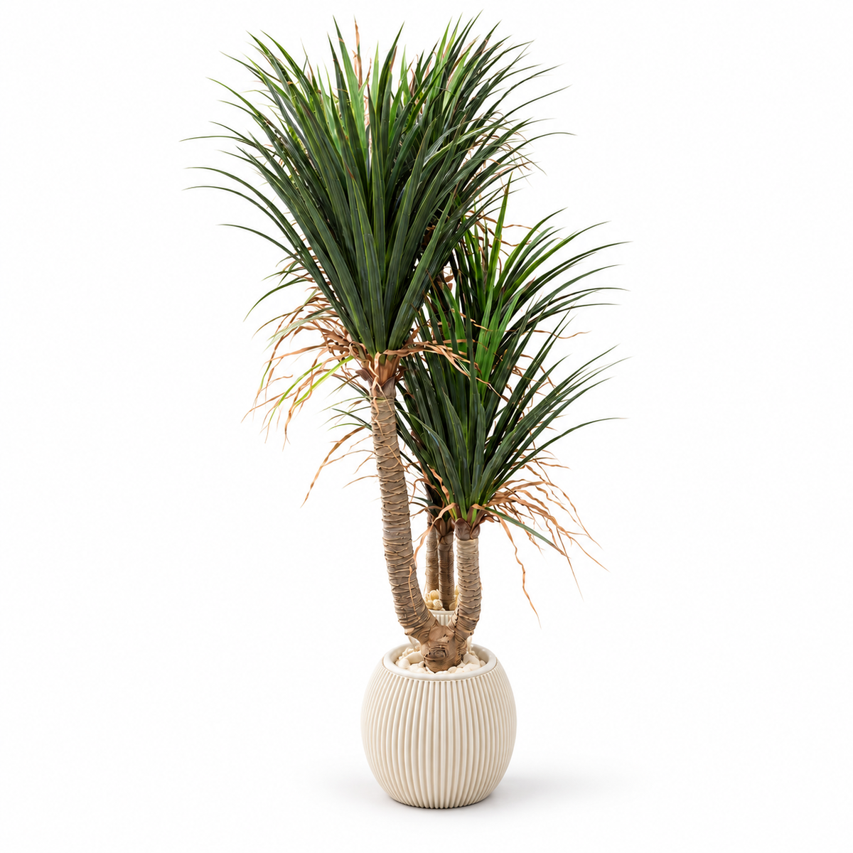 Ivory Pot Yucca