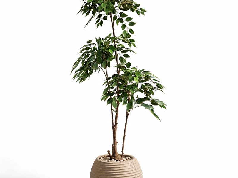 Solace Ficus Tree in Detail