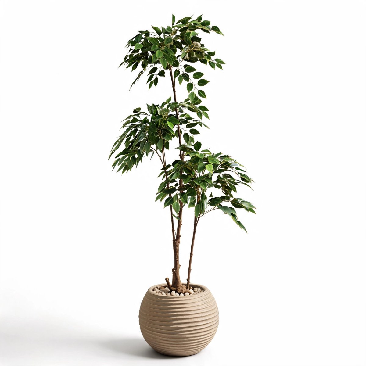 Solace Ficus Tree