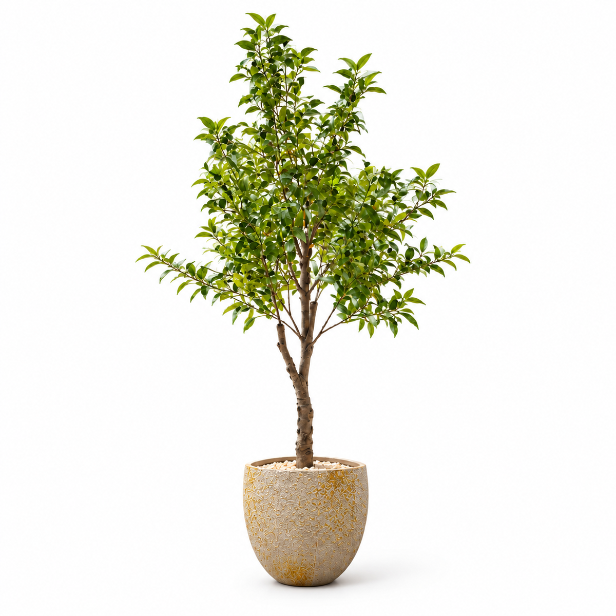 Golden Grove Leaf Tree