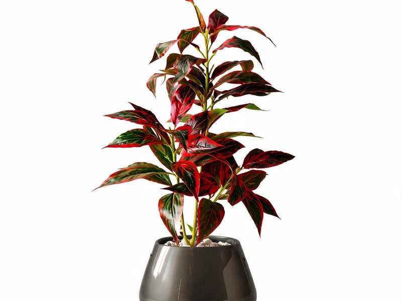 Ruby Edge Cordyline in Detail