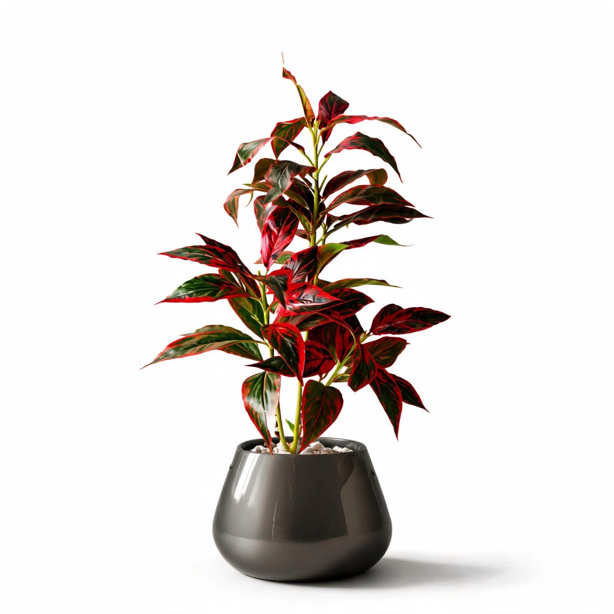 Ruby Edge Cordyline