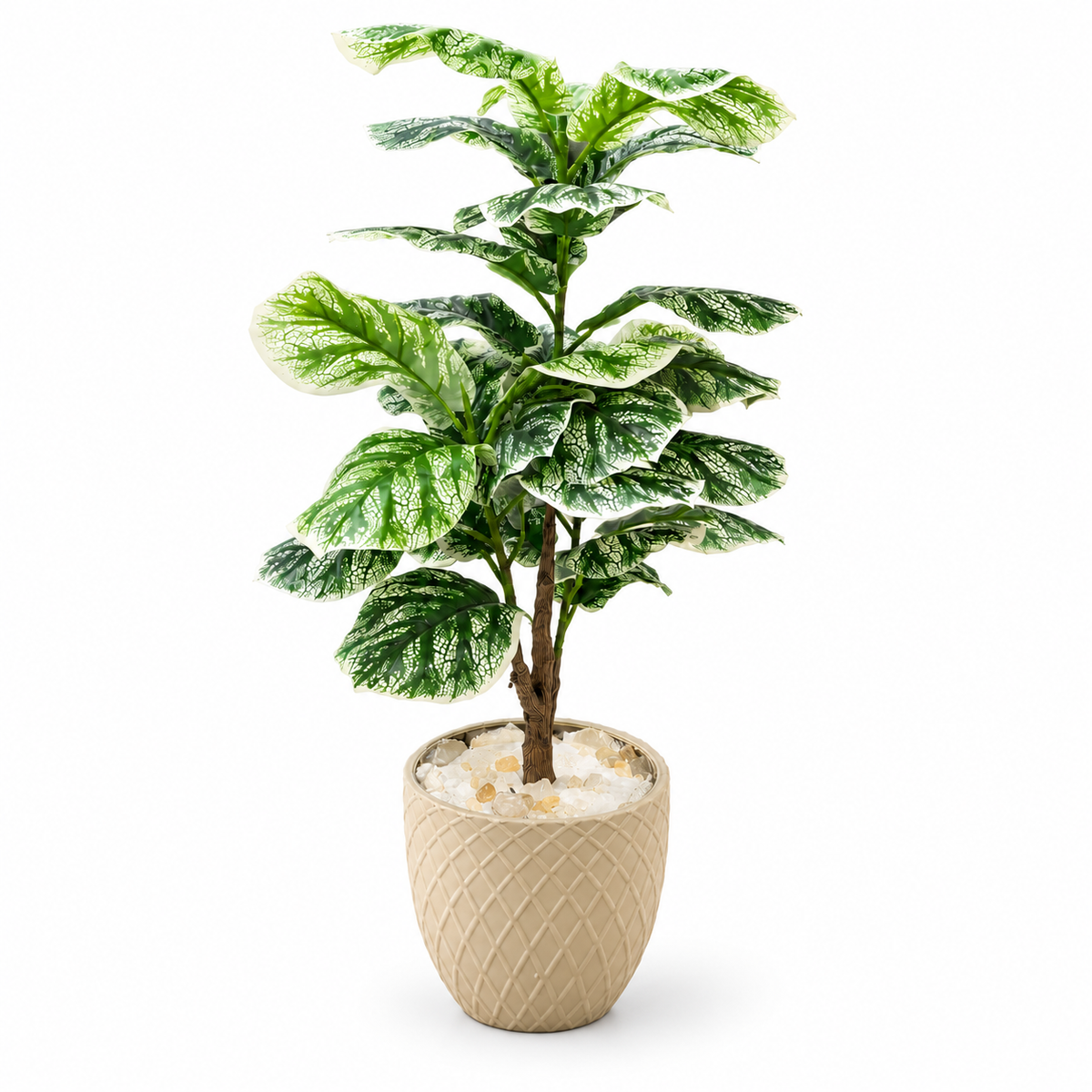 Marbled Leaf Statement Plant