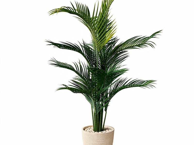 Classic Kentia Palm in Detail