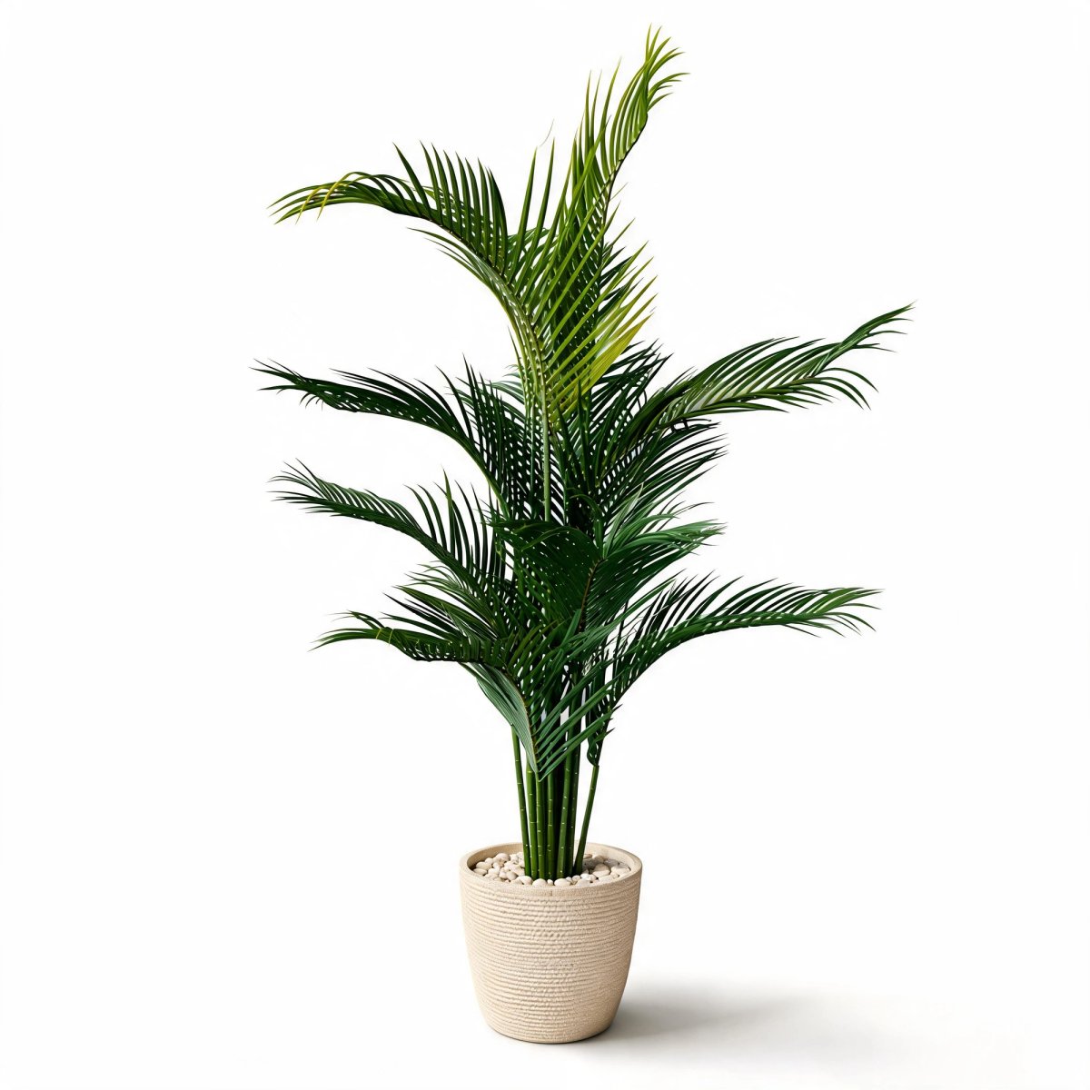 Classic Kentia Palm