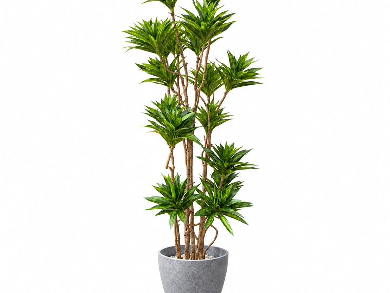 Tiered Green Dracaena in Detail