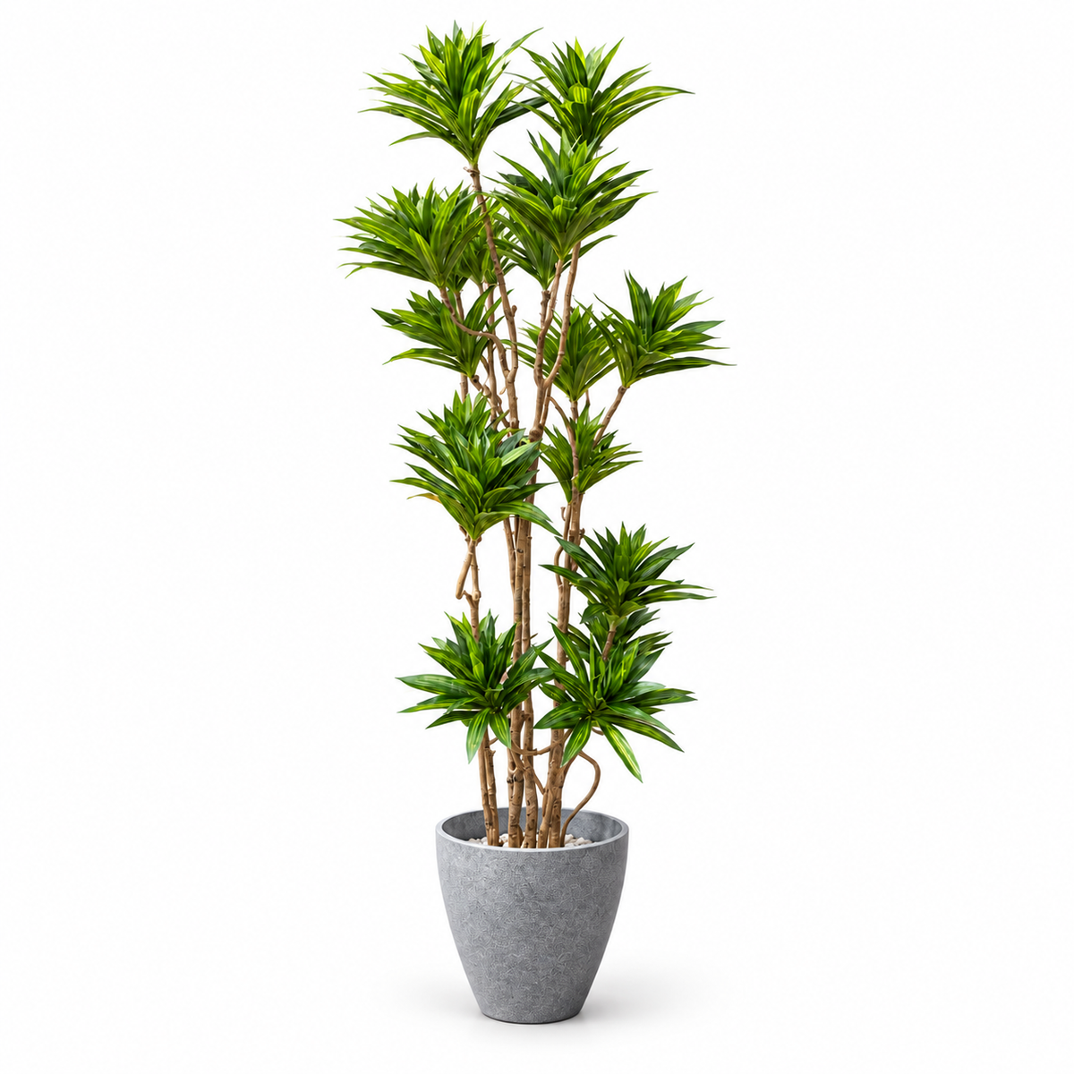 Tiered Green Dracaena