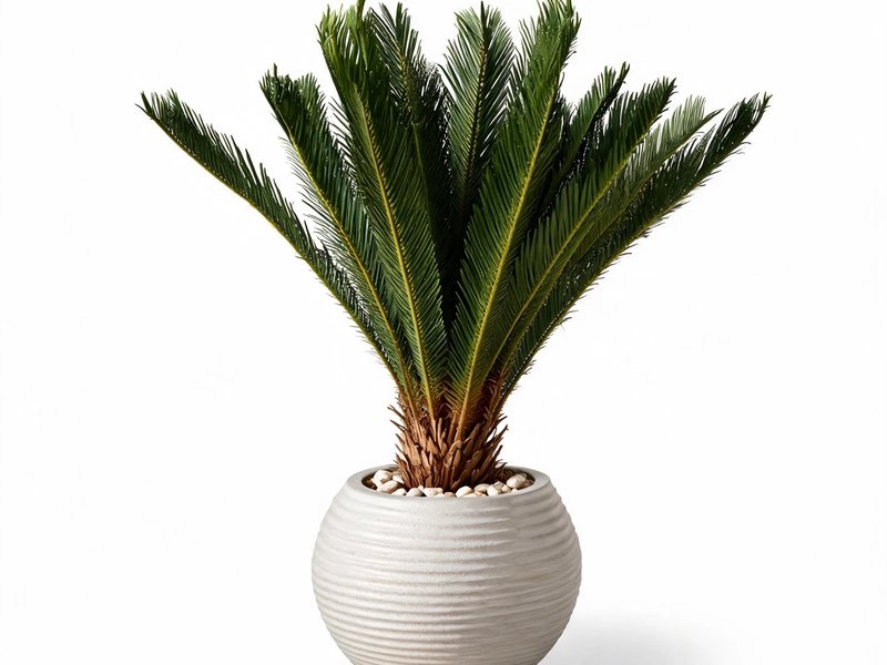 Heritage Sago Palm in Detail