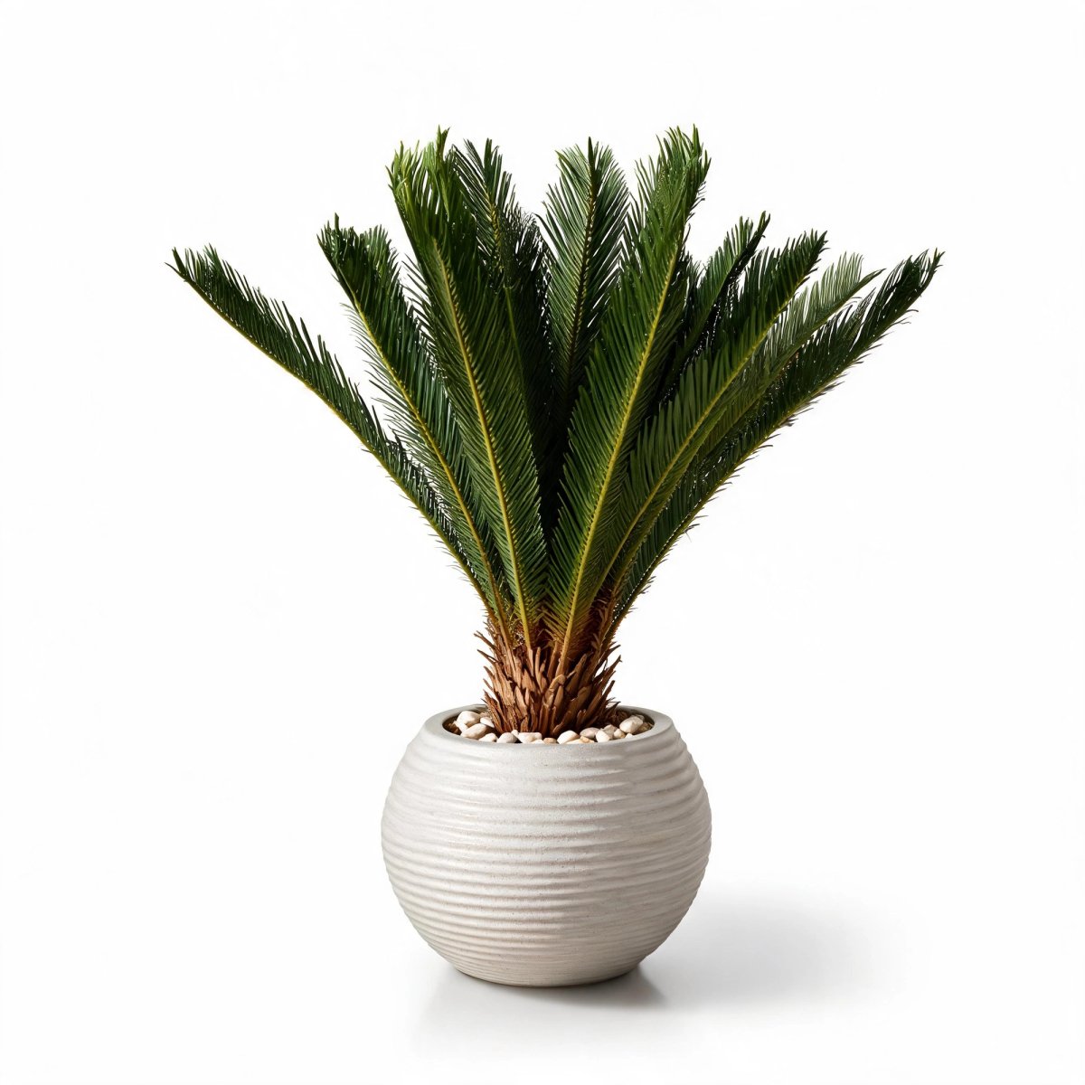 Heritage Sago Palm