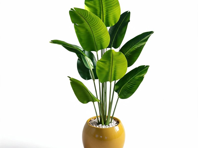 Luma Banana Plant in Detail