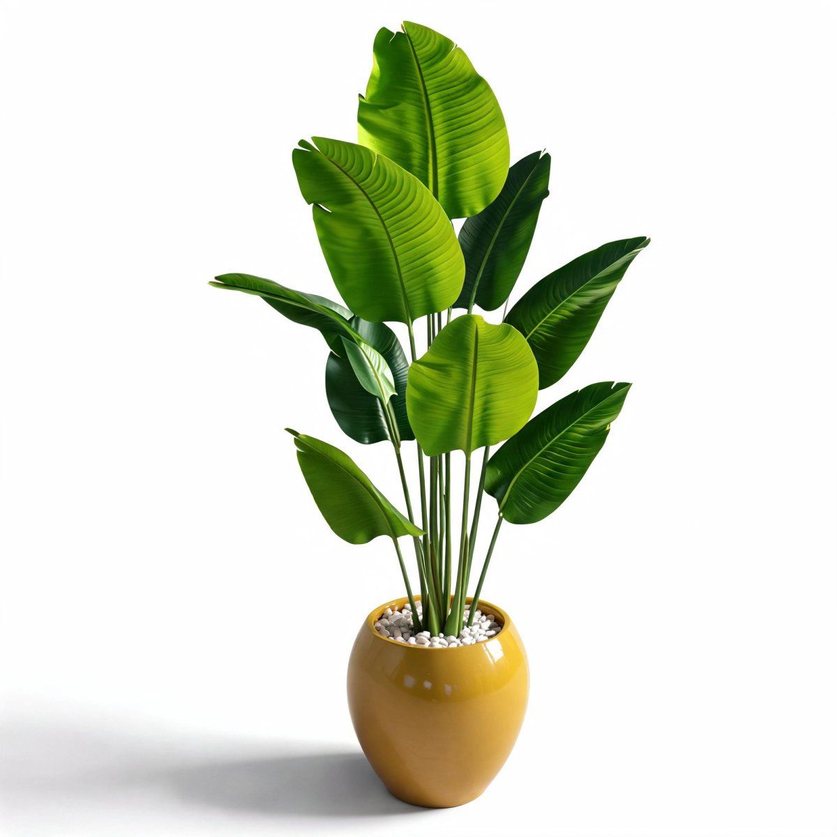 Luma Banana Plant
