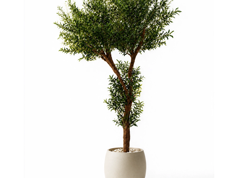Grand Mediterranean Olive Tree in Detail