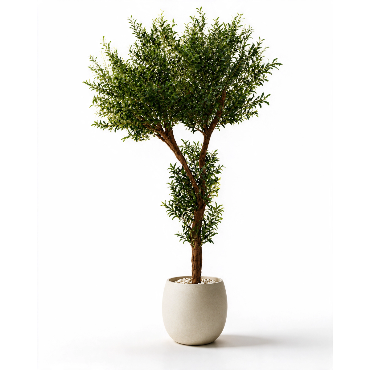 Grand Mediterranean Olive Tree