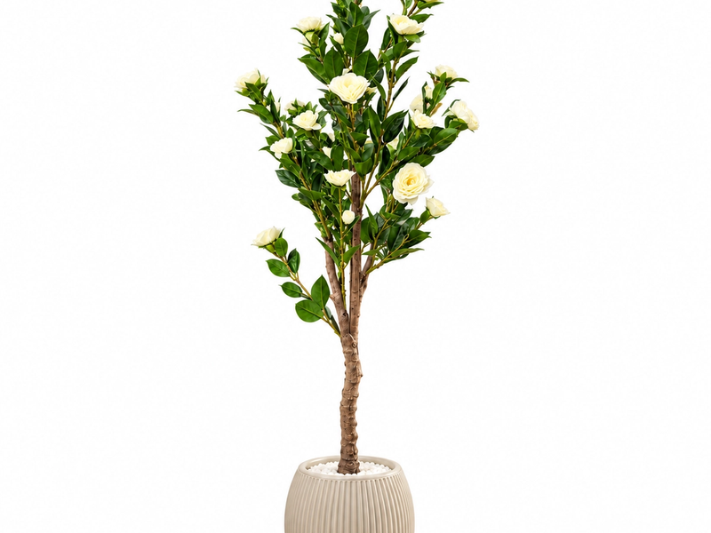 Ivory Rose Blossom Tree in Detail