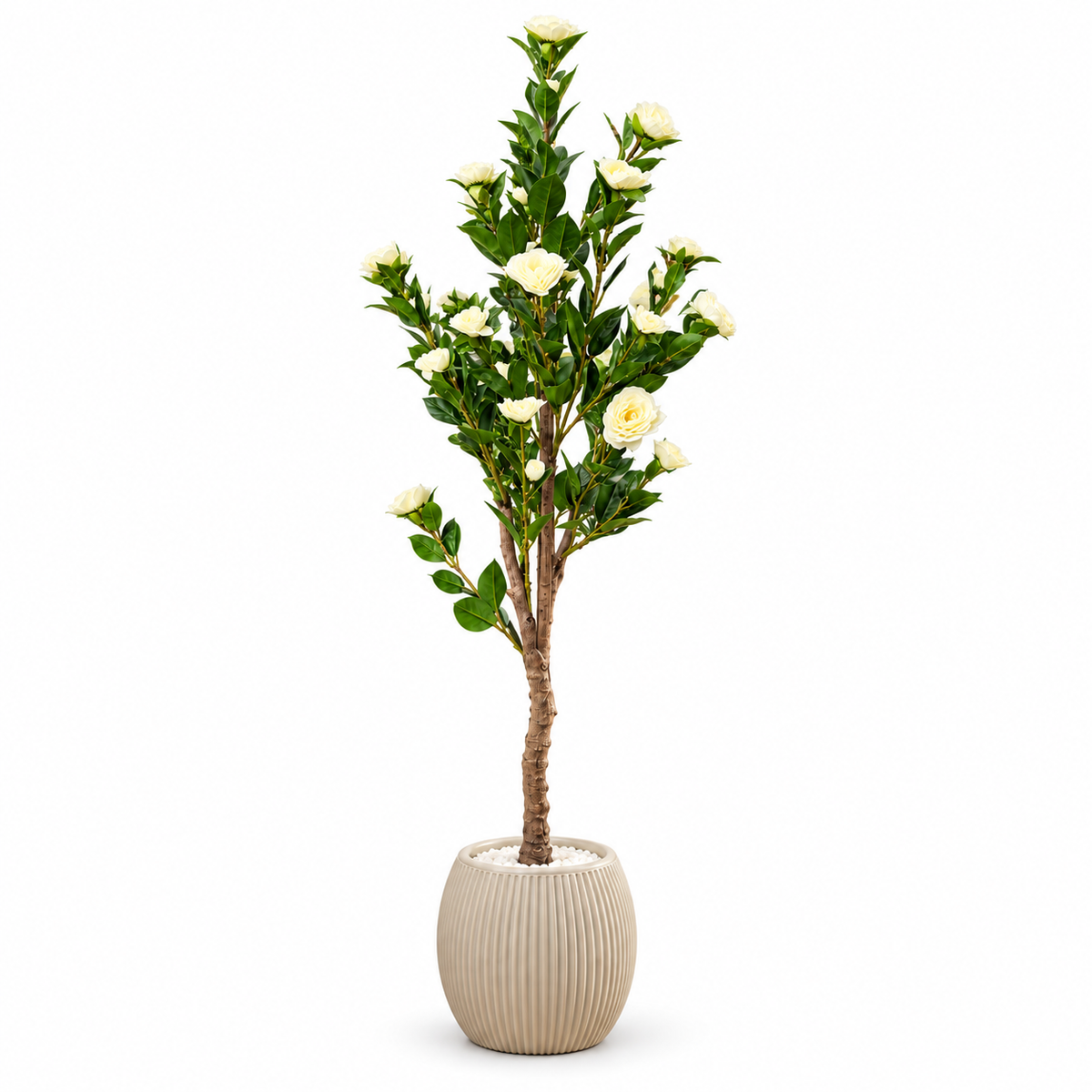 Ivory Rose Blossom Tree