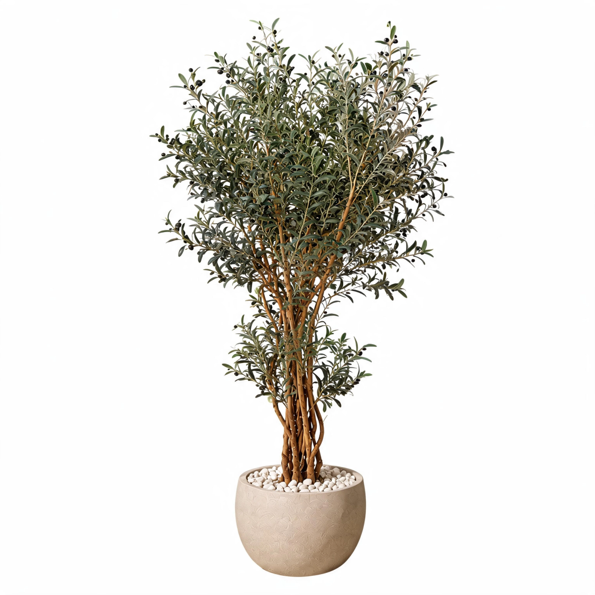 Silver Olive Tree