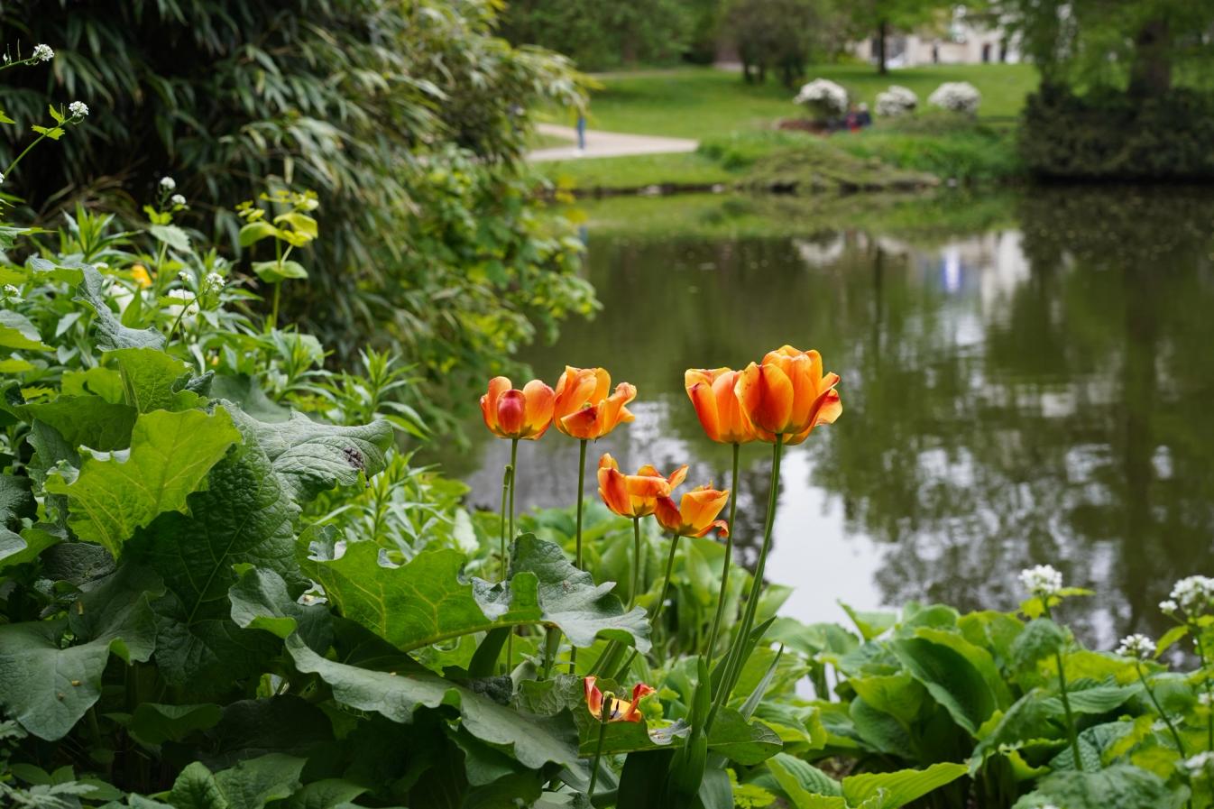 Massive tulip guy. 
