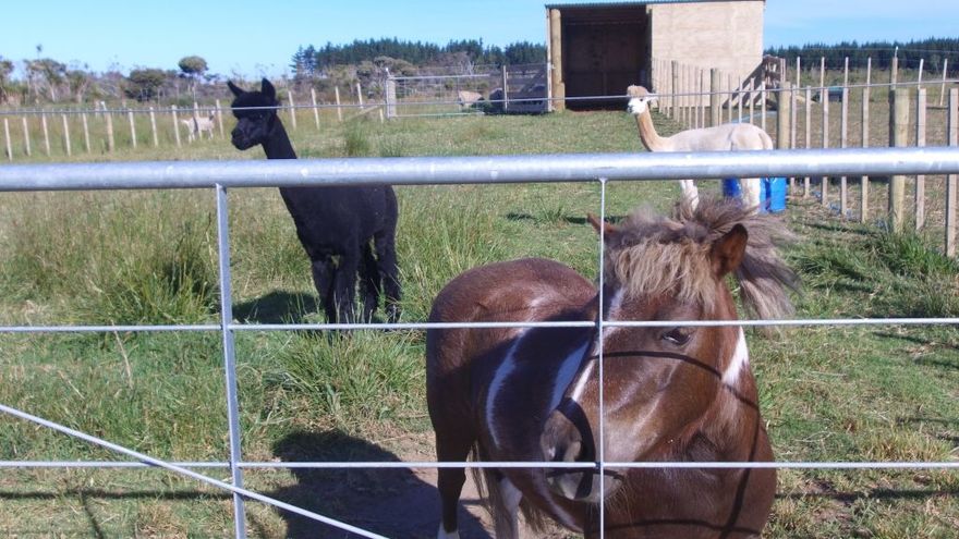 Alpacas and mini ponies at Tara Iti.
