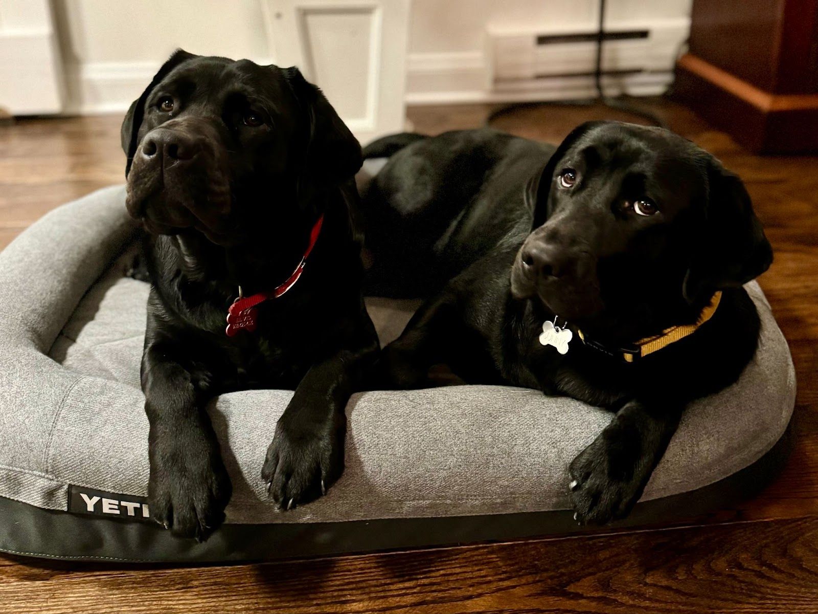 Two black labrador retrievers relaxing on a bed.